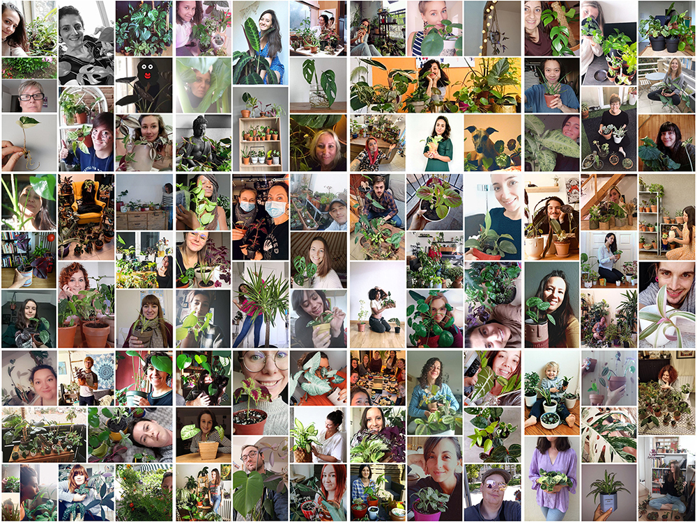 Bouturer les feuilles de vos succulentes – Troque Ta Plante – Le Blog
