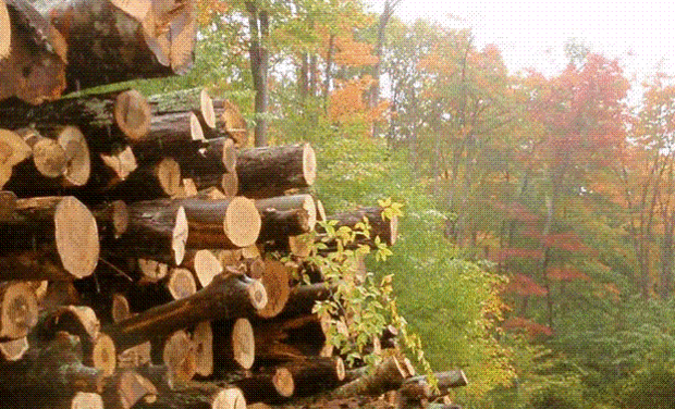 Project visual Soutenir Le bois énergie, écologique et économique.