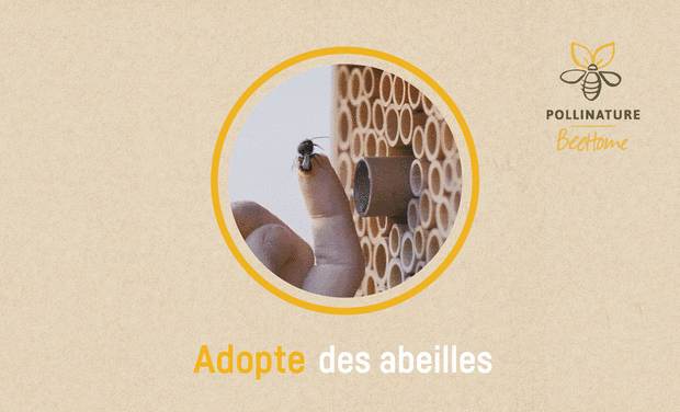 Project visual BeeHome : adopte des abeilles sauvages 🐝