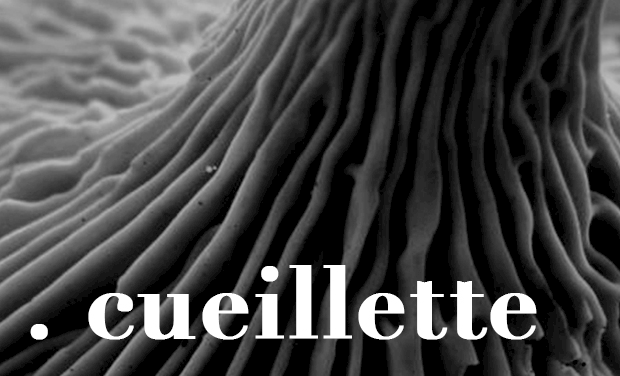 Project visual . cueillette
