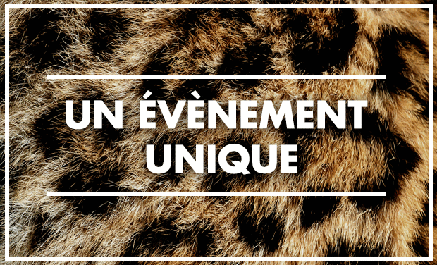 Project visual Evènement "Into the Wild" - Concert / Expo / Shows