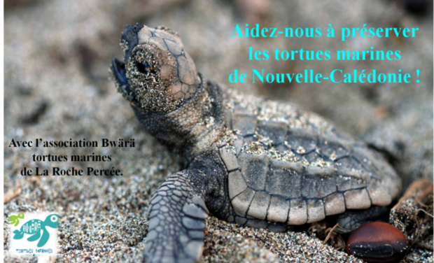 Association Bwara tortues marines : Sauvons les tortues marines marines de Nouvelle-Calédonie!