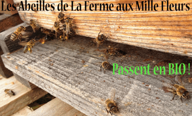 Visuel du projet Les abeilles de La Ferme aux Mille Fleurs passent en BIO !