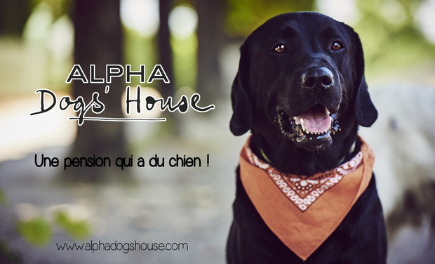 Alpha Dogshouse Une Pension Qui A Du Chien Kisskissbankbank