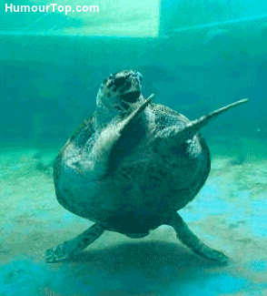 Tortue_humour-1493632378.gif